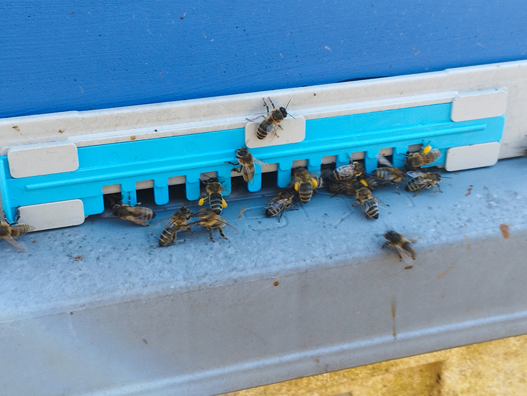 Przegląd rodzin pszczelich w marcu 2025