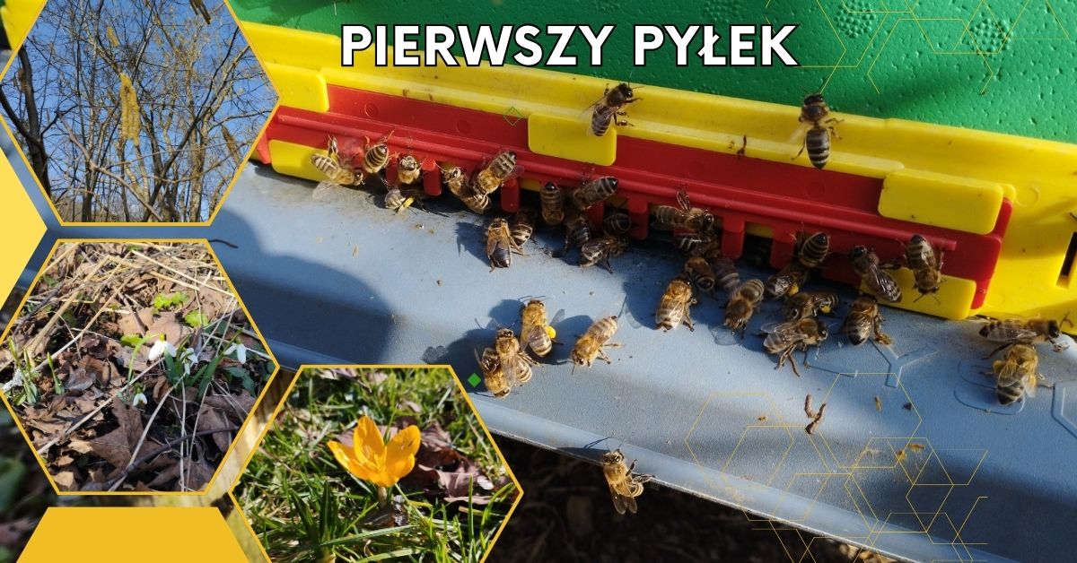 Pierwszy pyłek